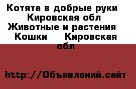 Котята в добрые руки - Кировская обл. Животные и растения » Кошки   . Кировская обл.